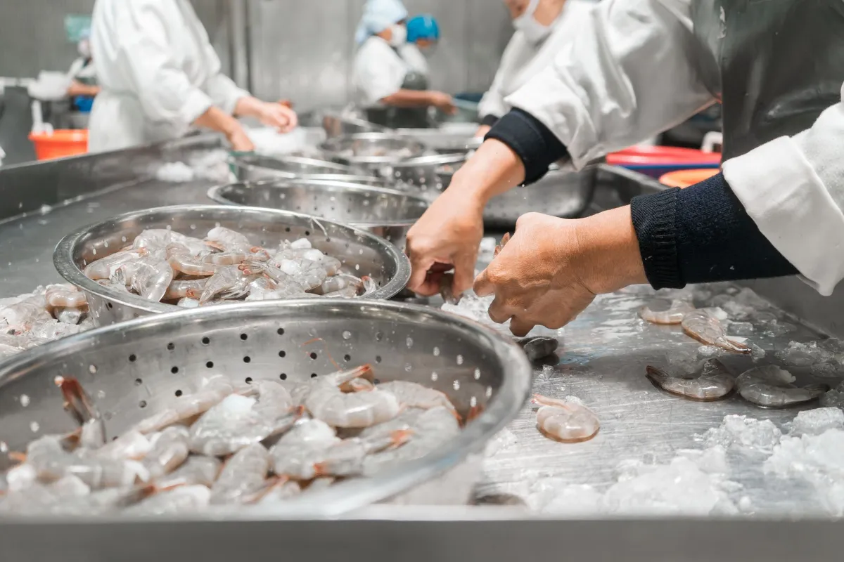 Pilot Air - Zero room for downtime Workers inspecting frozen farmed shrimp at an industrial food plant